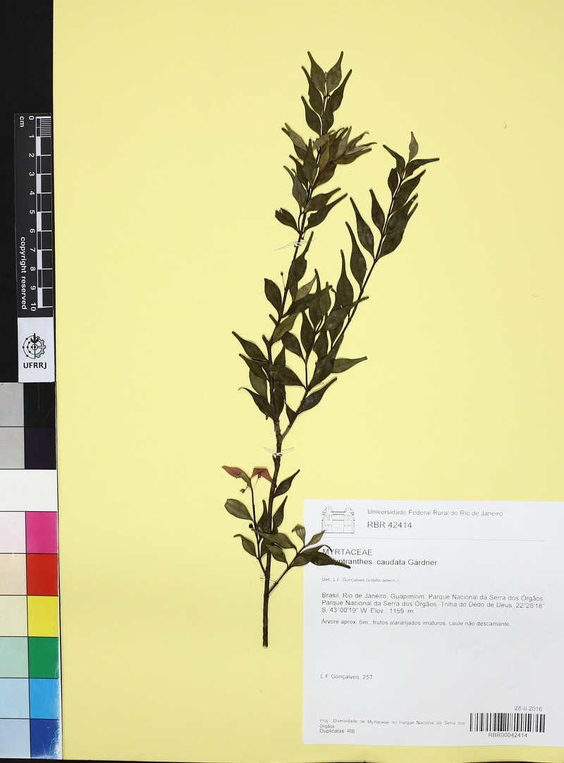 Myrcia neocaudata photo 3
