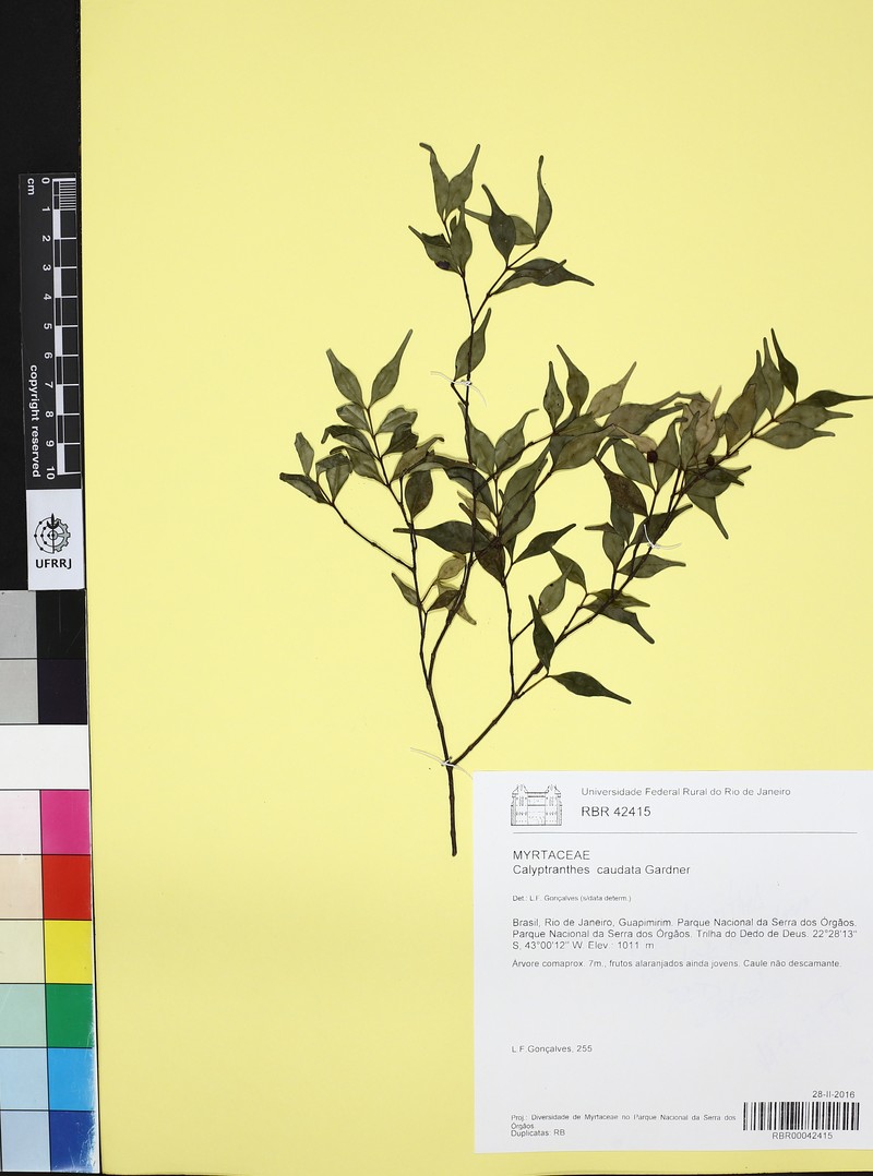 Myrcia neocaudata photo 4