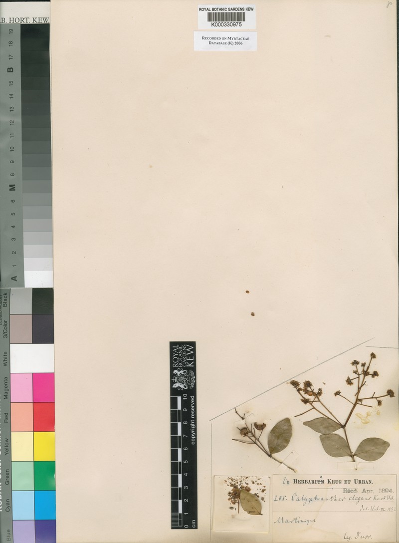 Myrcia neoelegans