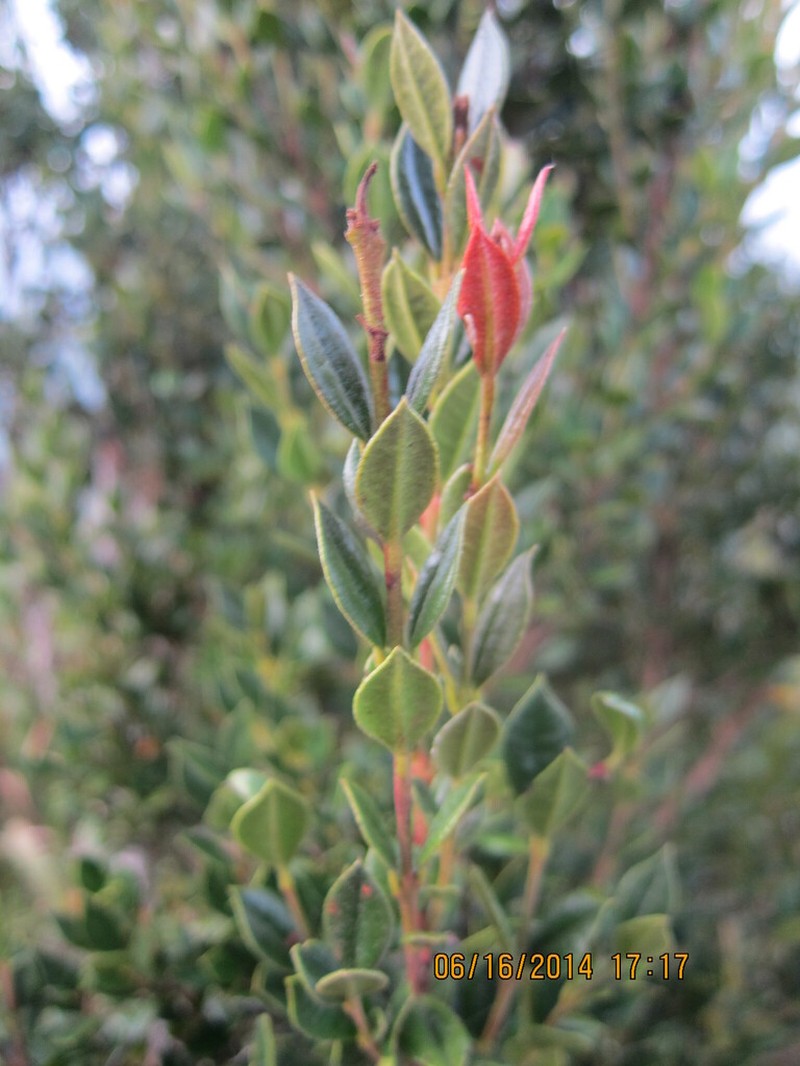 Myrcia neohotteana