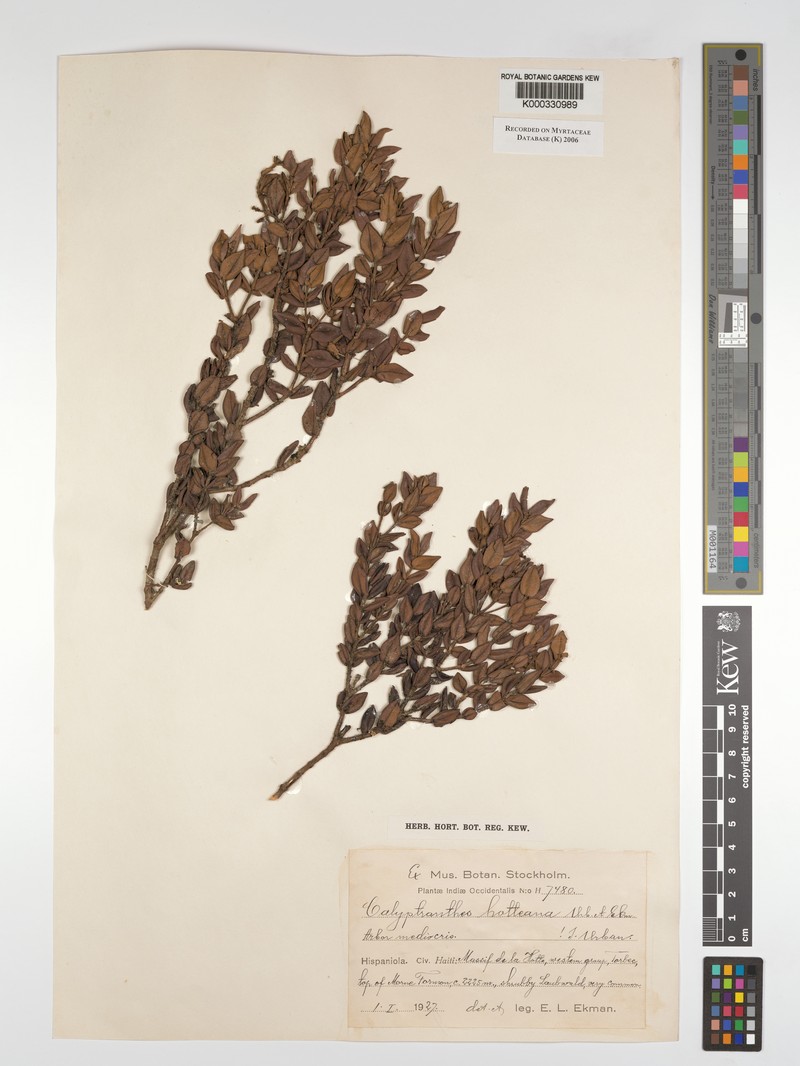 Myrcia neohotteana photo 3