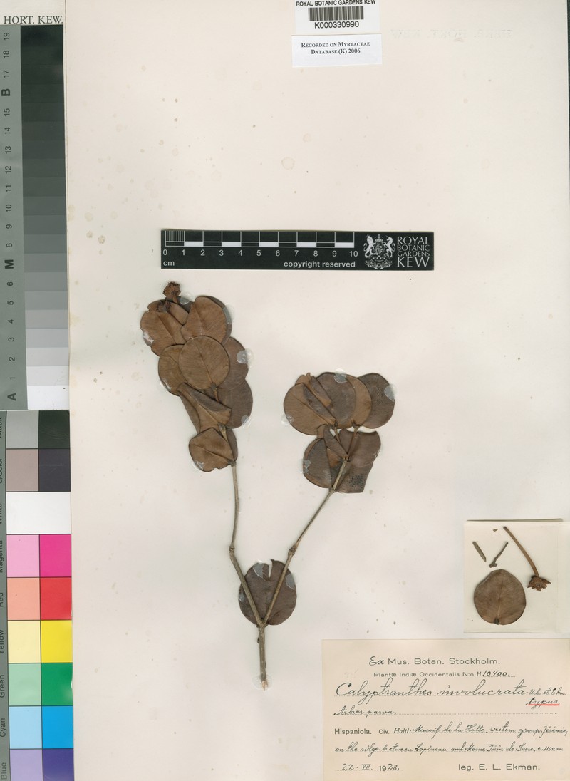 Myrcia neoinvolucrata