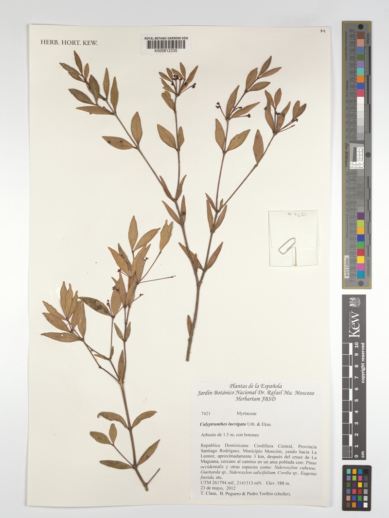 Myrcia neolaevigata