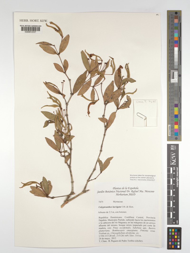 Myrcia neolaevigata photo 2