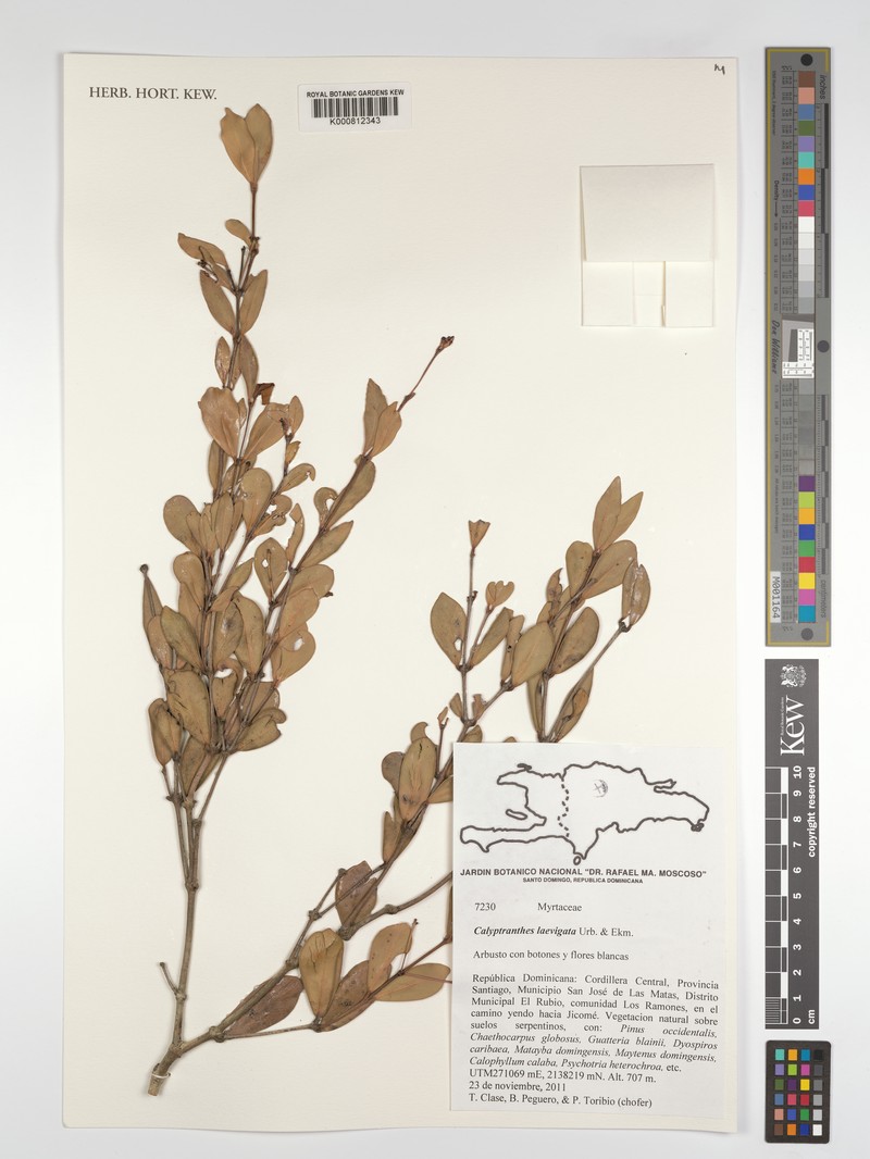Myrcia neolaevigata photo 3