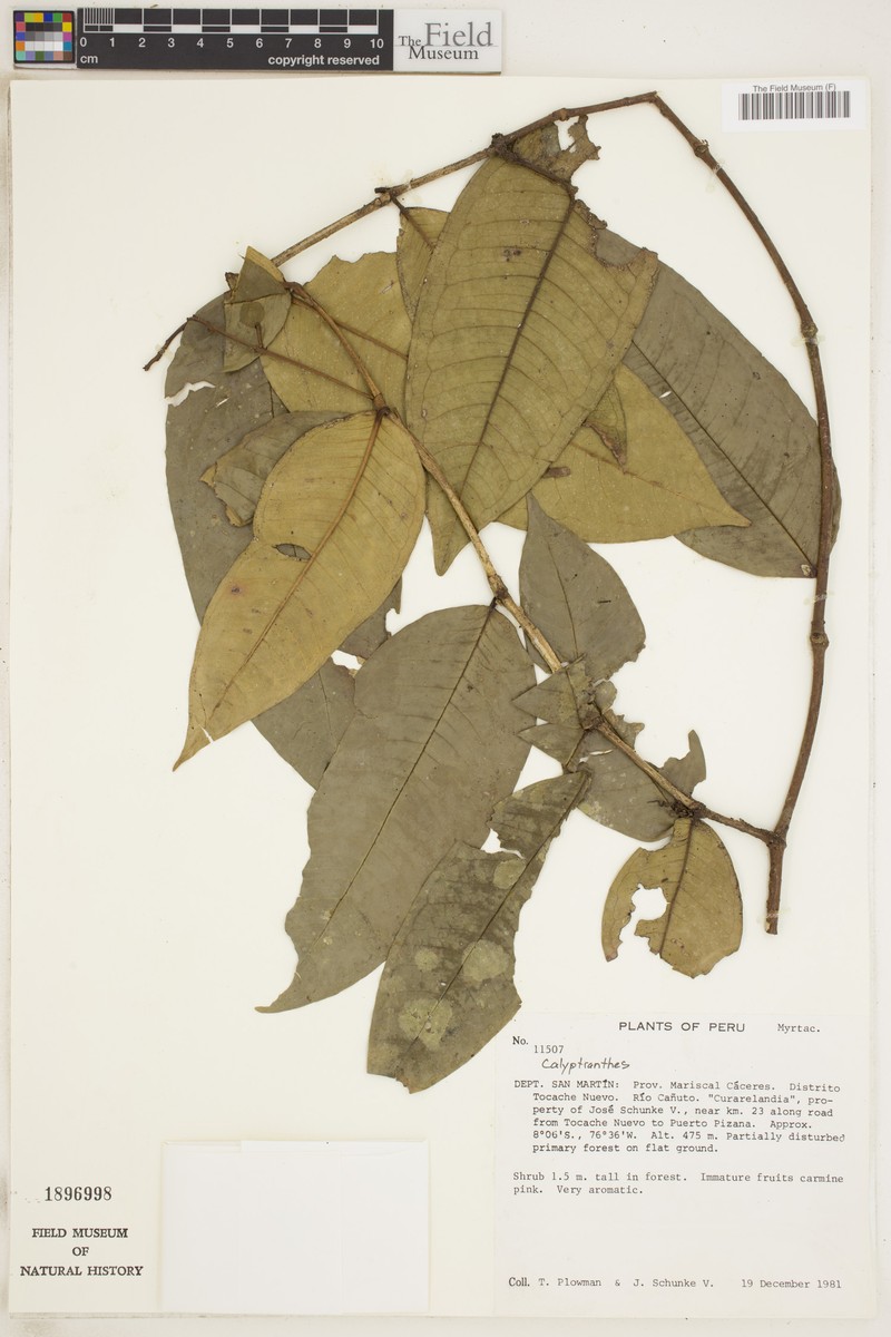 Myrcia neomcvaughii
