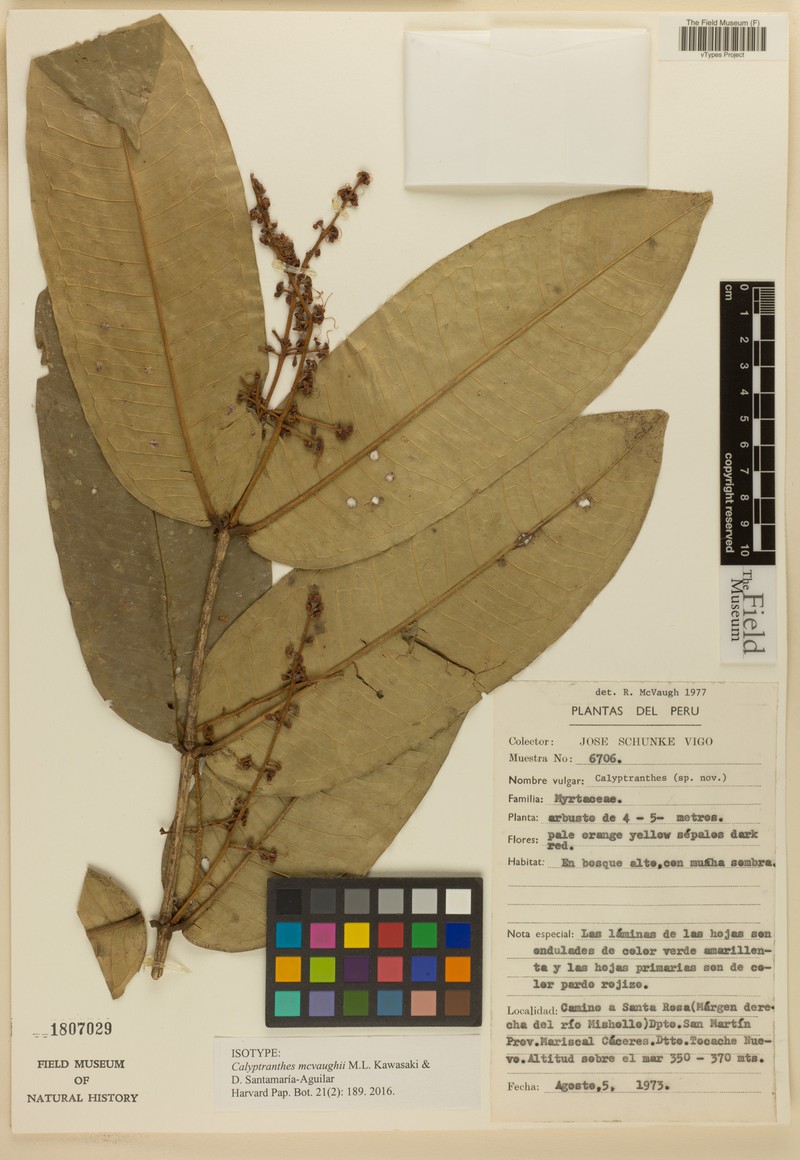Myrcia neomcvaughii photo 2