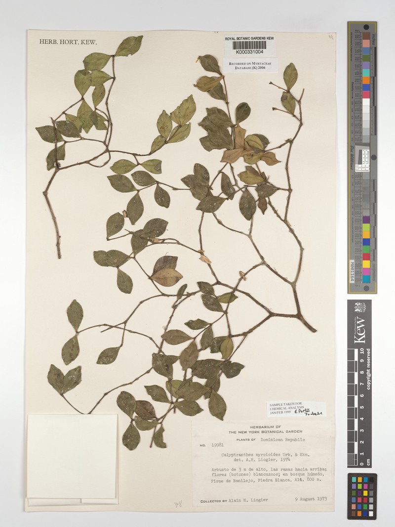 Myrcia neomyrcioides