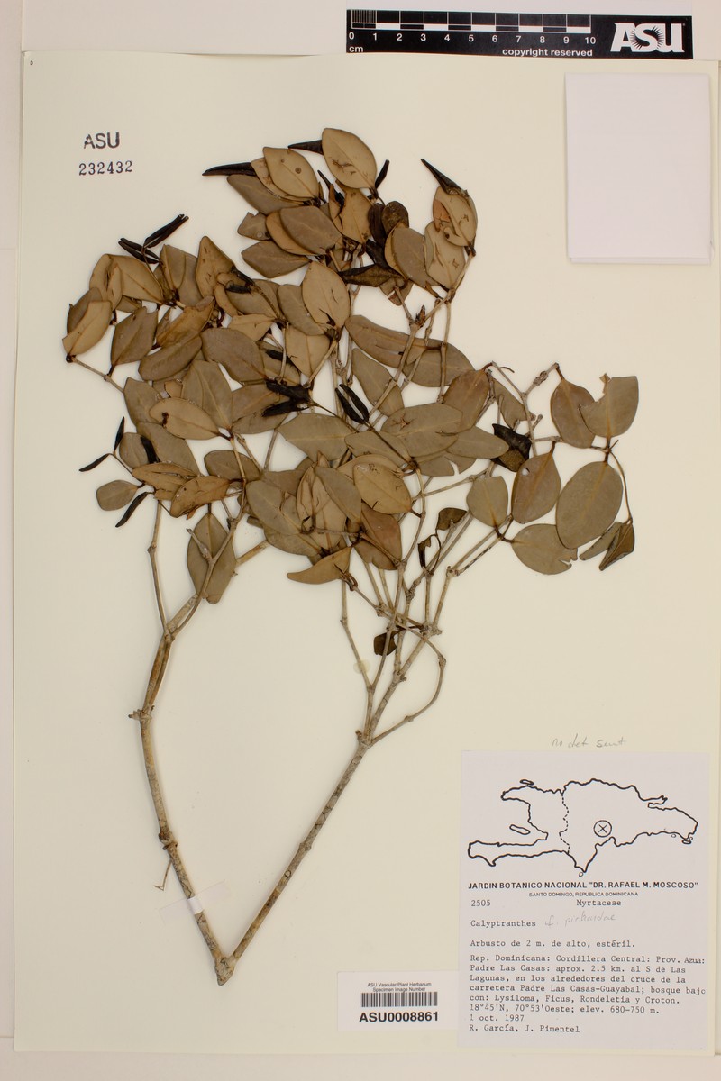 Myrcia neopicardae