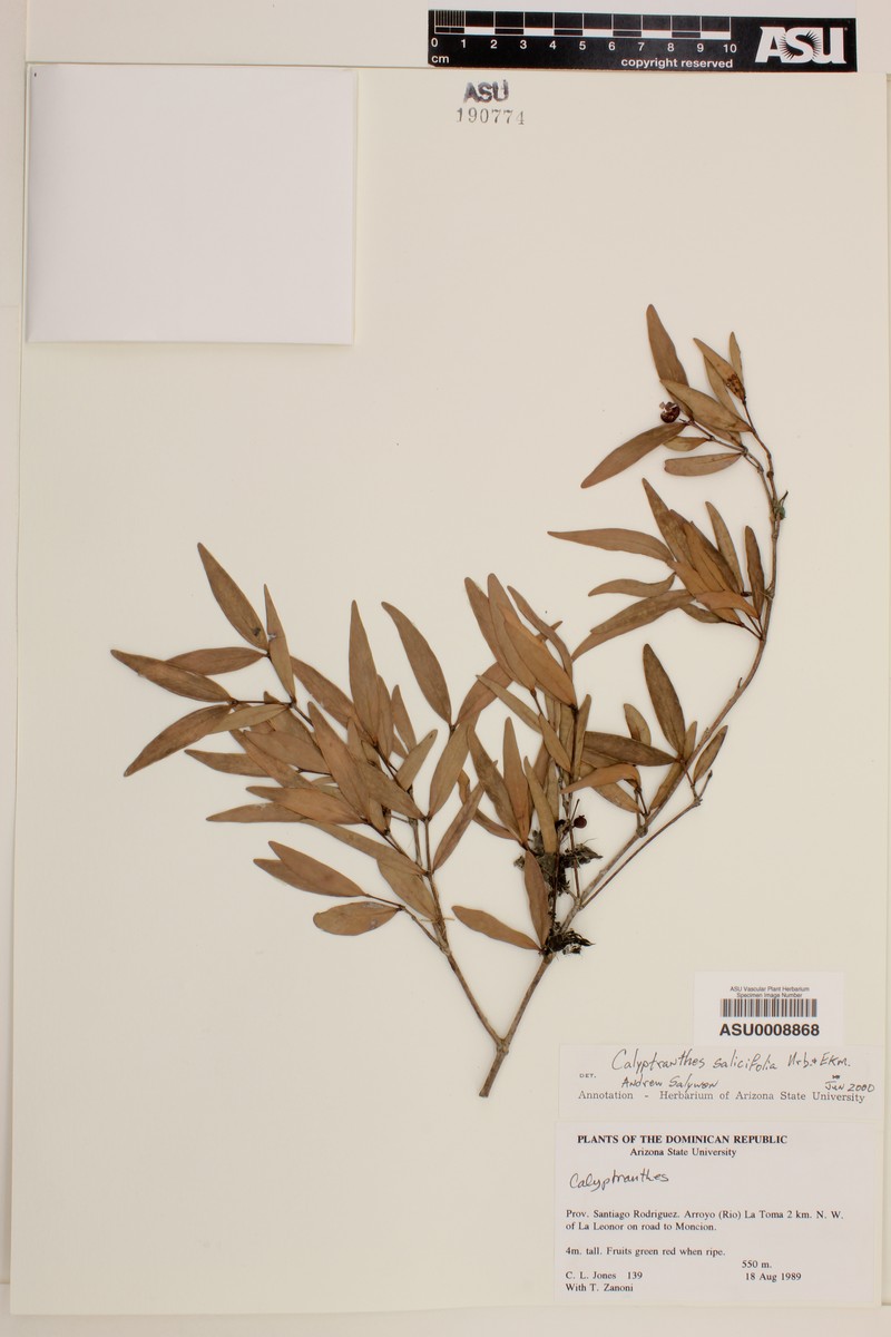 Myrcia neosalicifolia