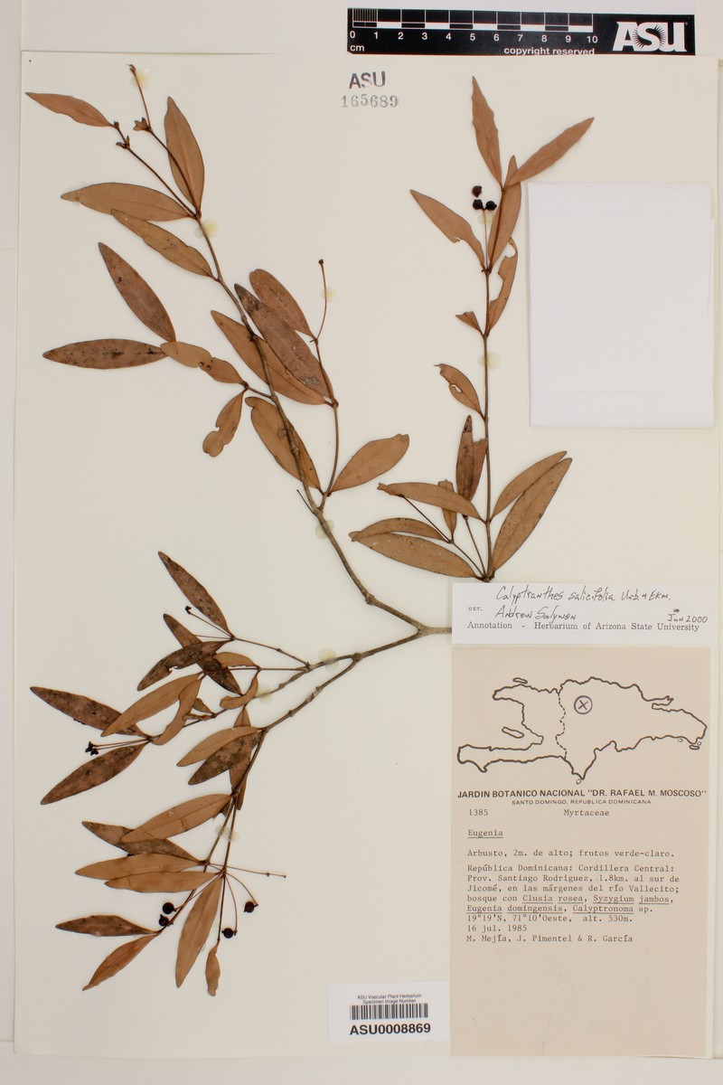 Myrcia neosalicifolia photo 2