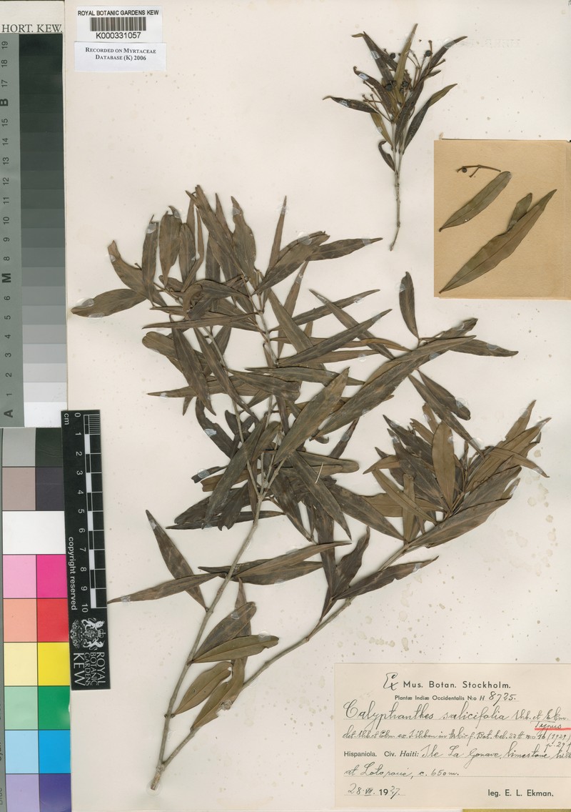 Myrcia neosalicifolia photo 3