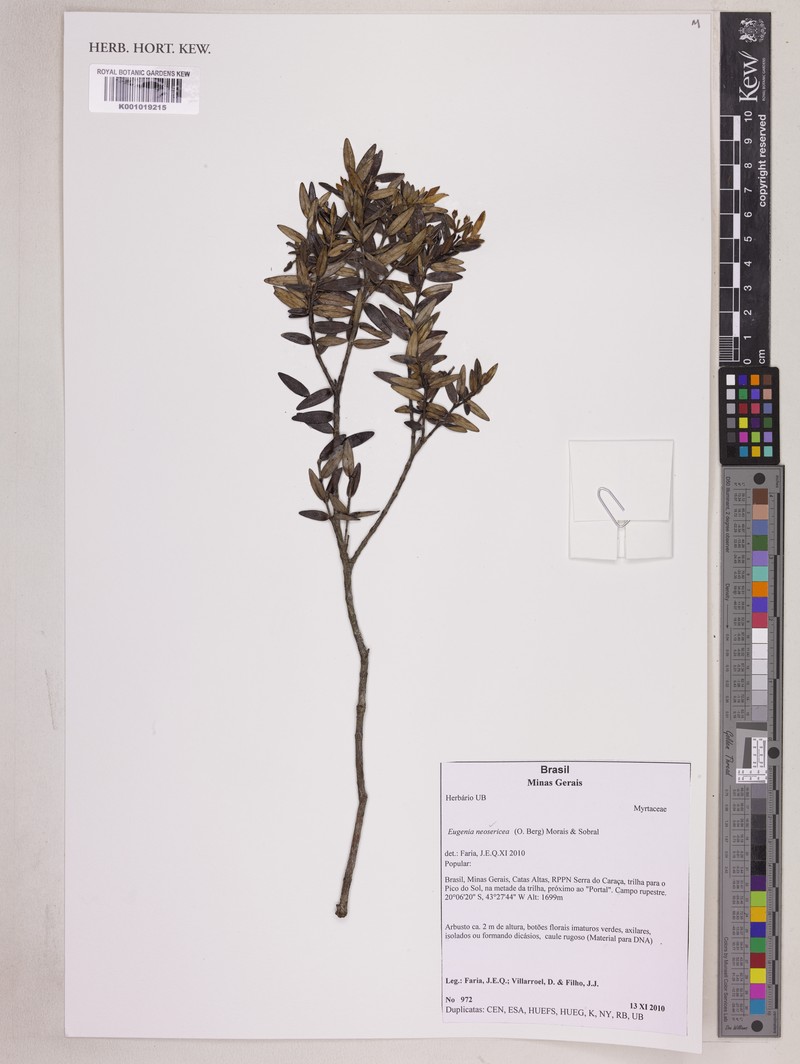 Myrcia neosericea
