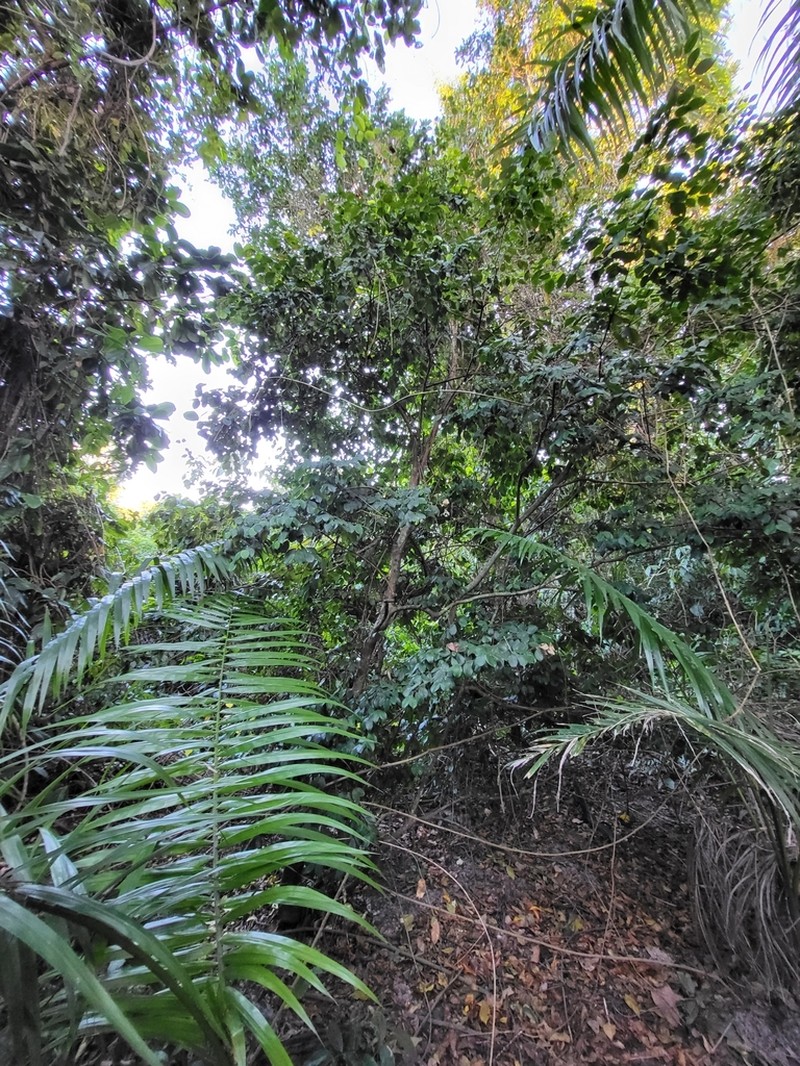 Limoncillo De Monte photo 2
