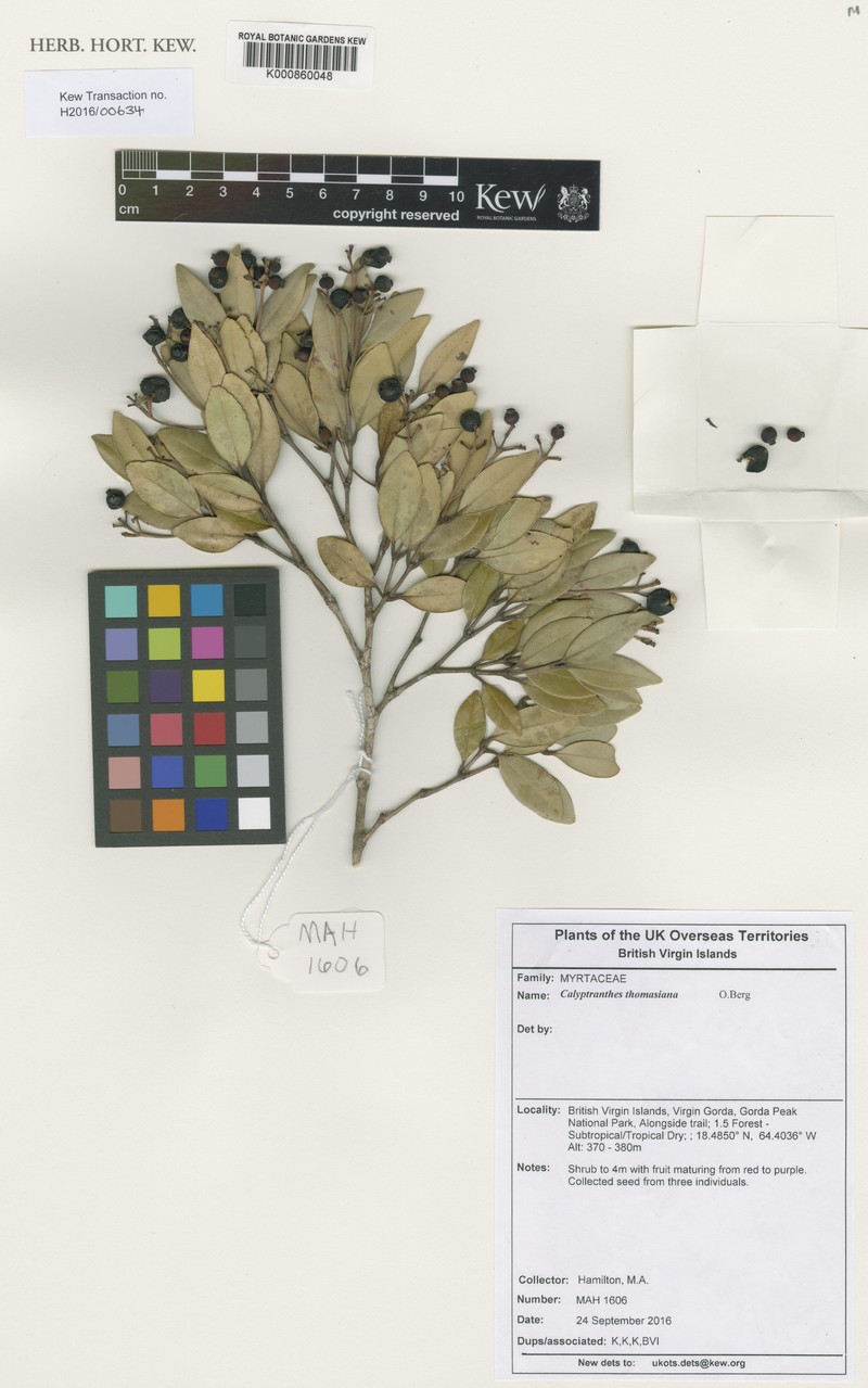 Thomas' Lidflower photo 2