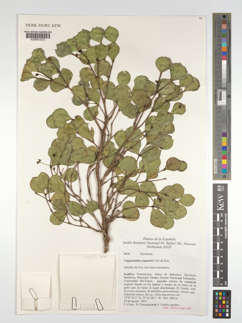 Myrcia neoyaquensis