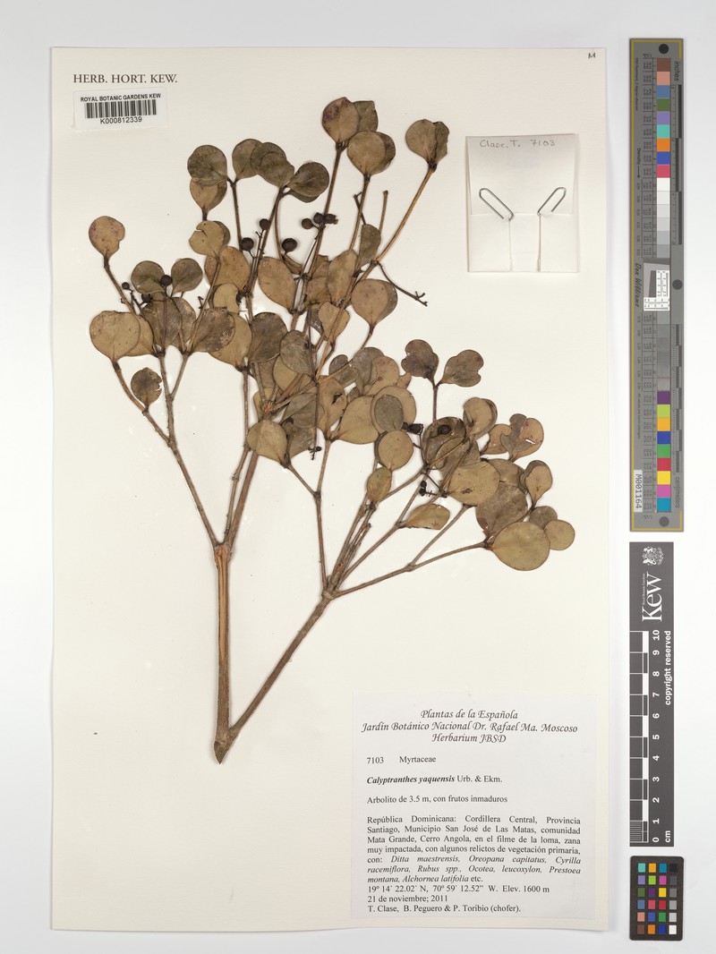 Myrcia neoyaquensis photo 2