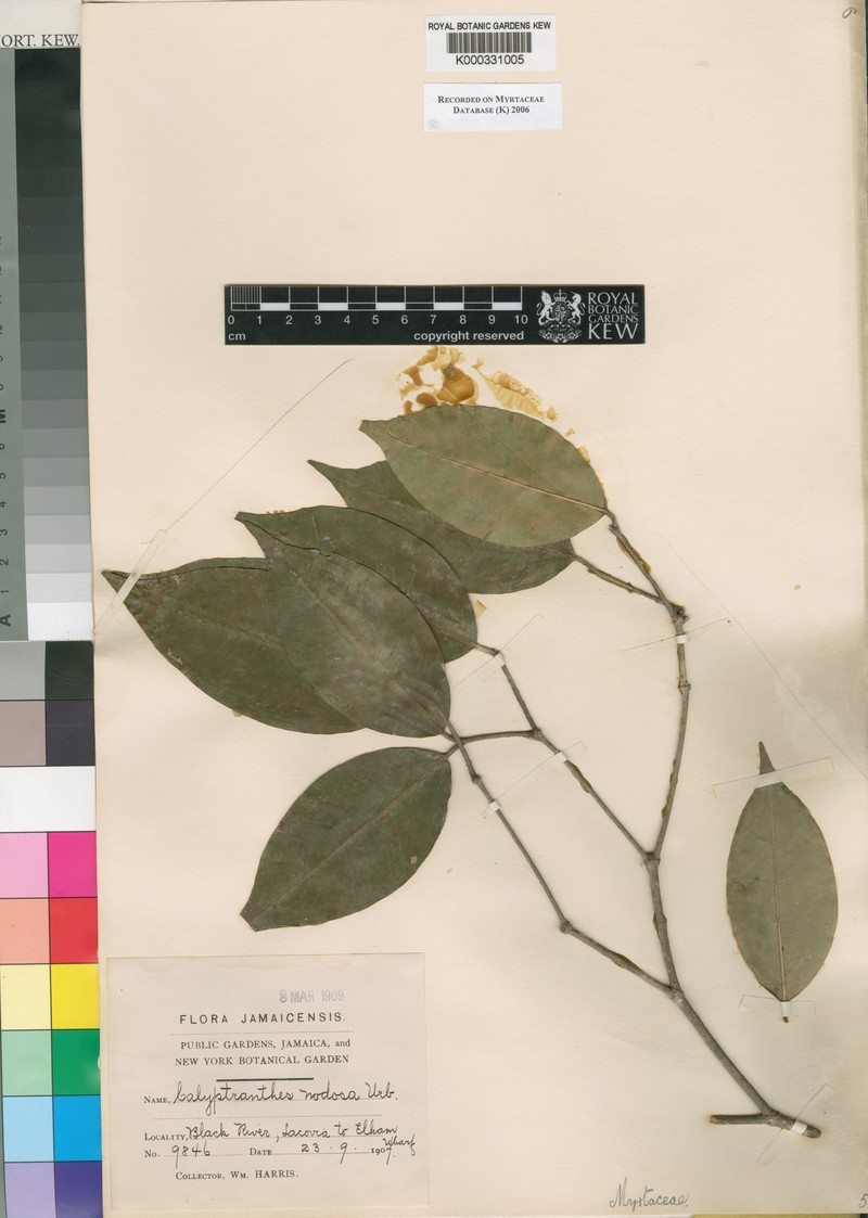 Myrcia nodosa