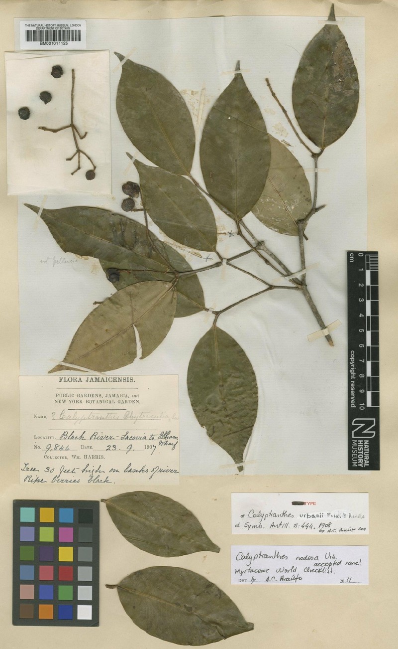 Myrcia nodosa photo 2