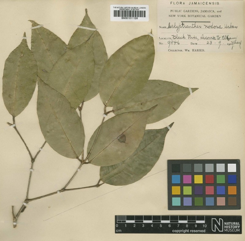 Myrcia nodosa photo 3