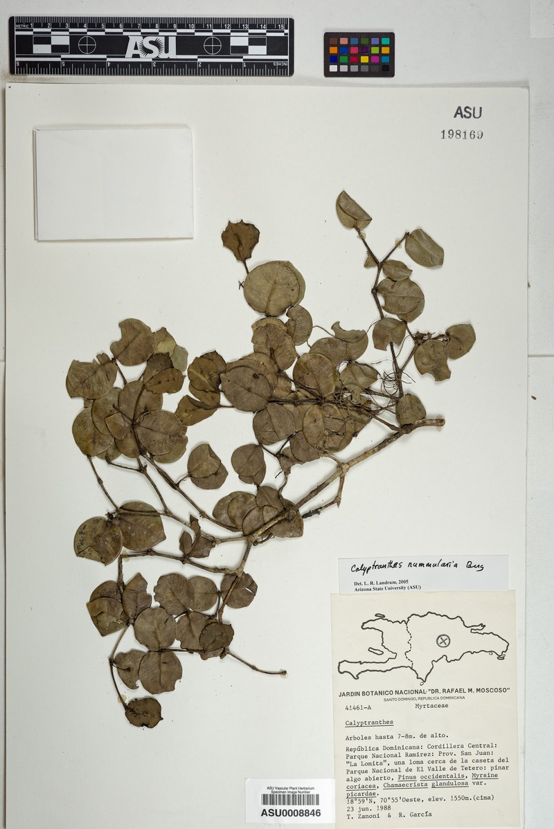 Myrcia nummularia