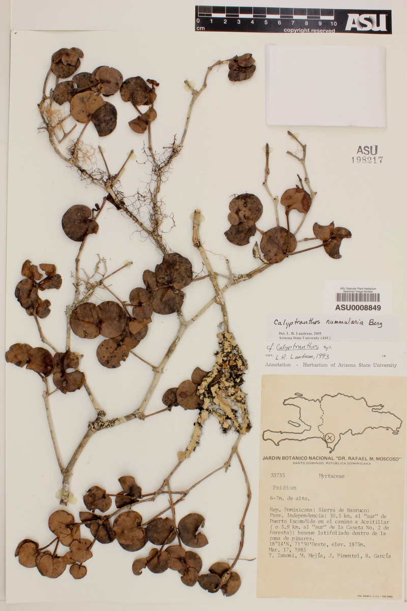 Myrcia nummularia photo 2
