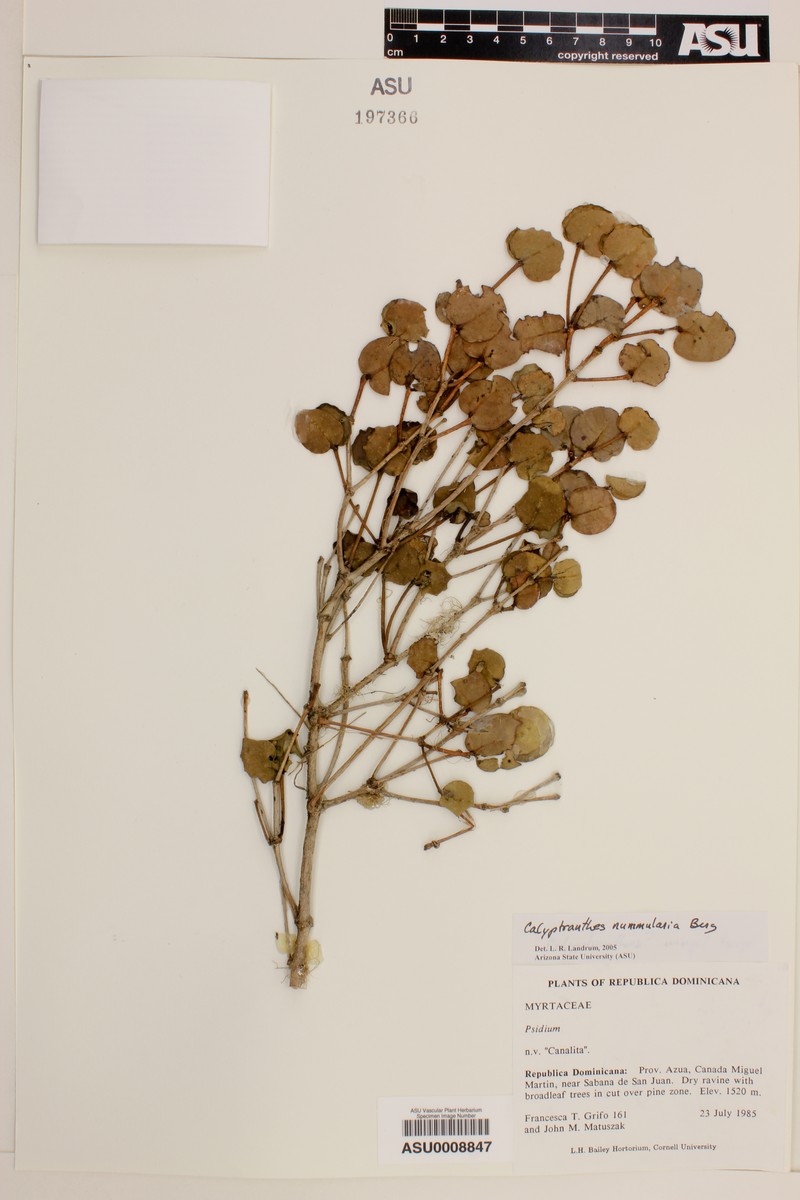 Myrcia nummularia photo 3