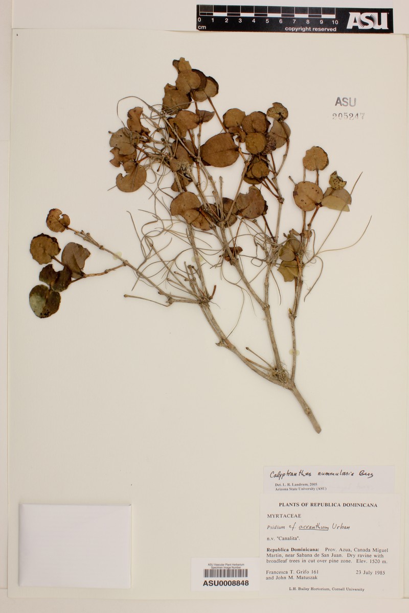 Myrcia nummularia photo 4