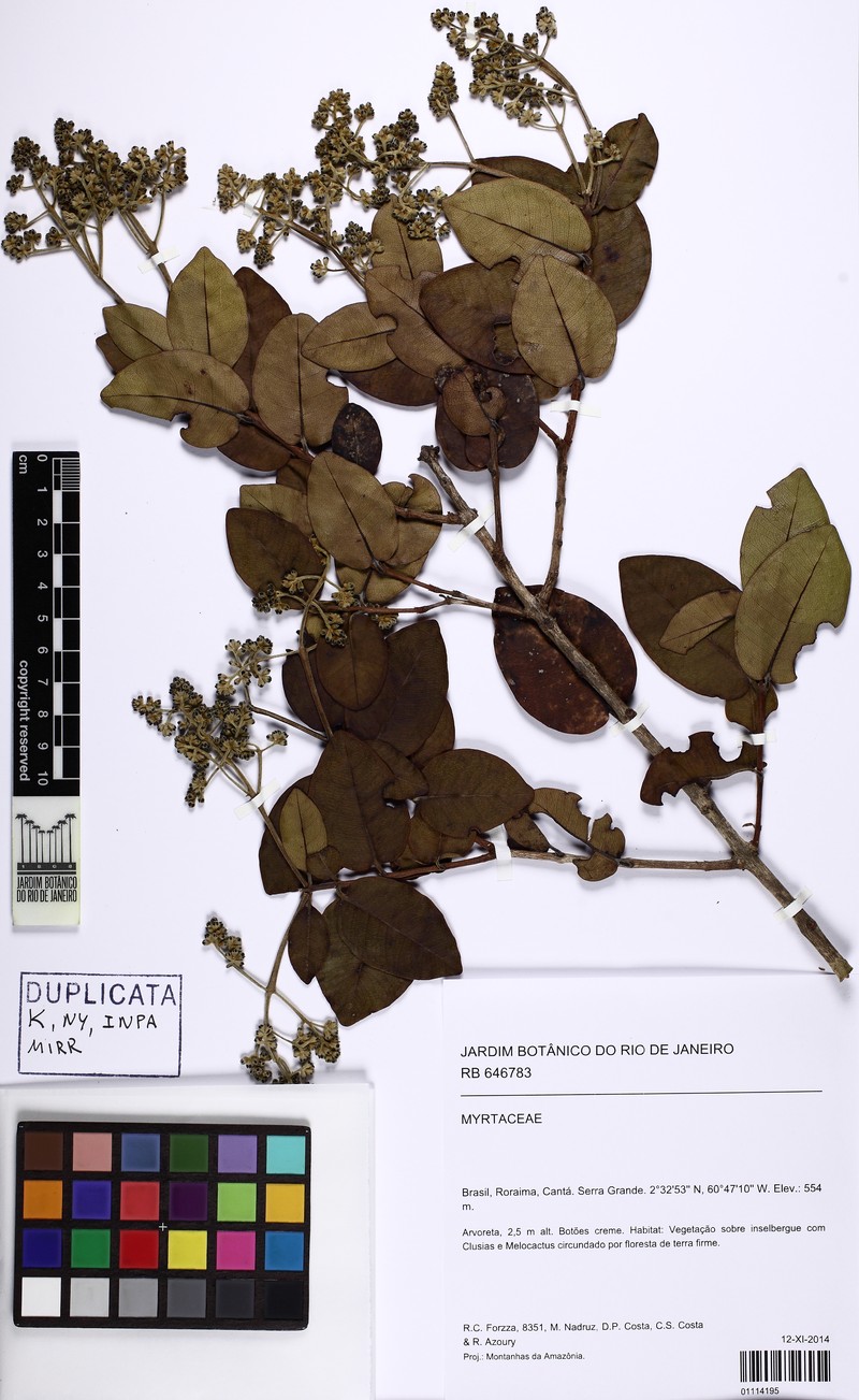 Myrcia oreophila