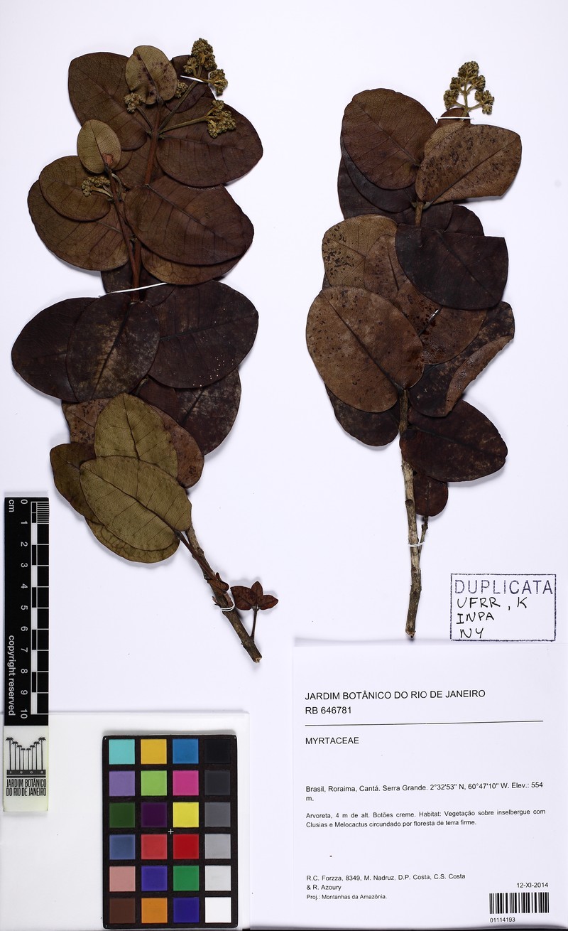 Myrcia oreophila photo 2