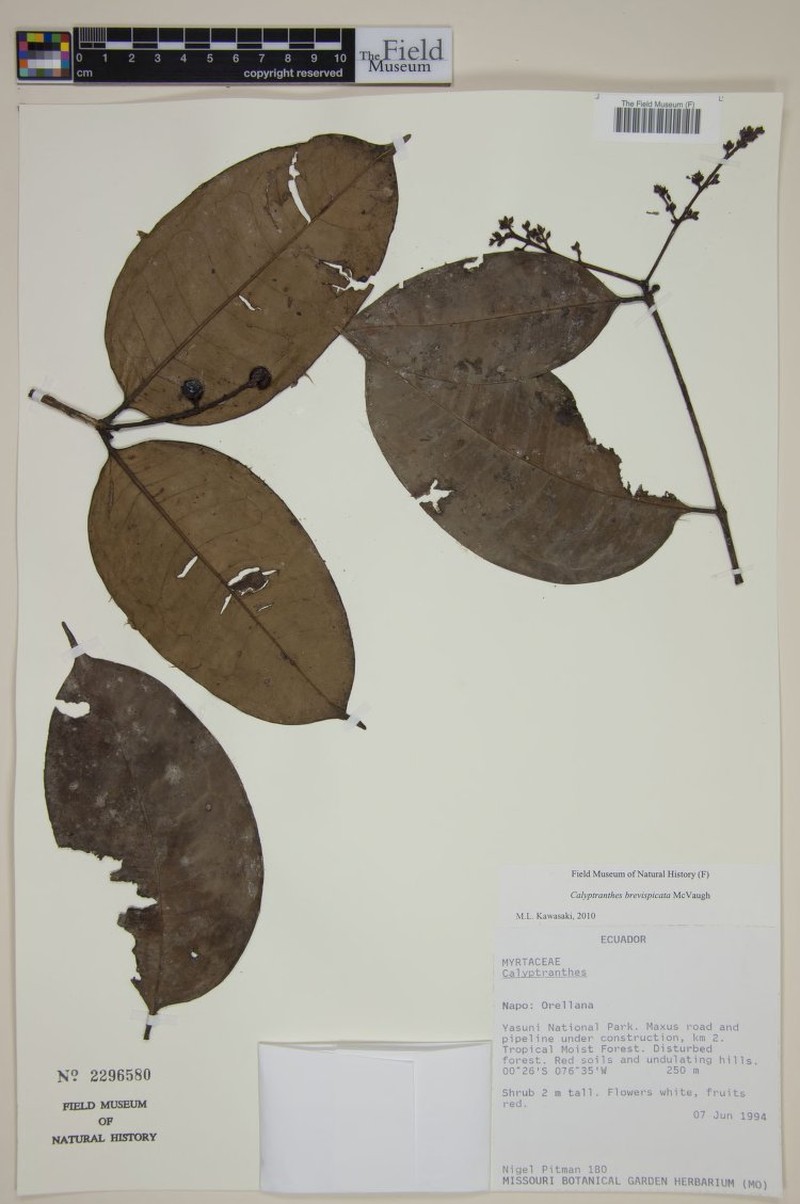 Myrcia orientalis