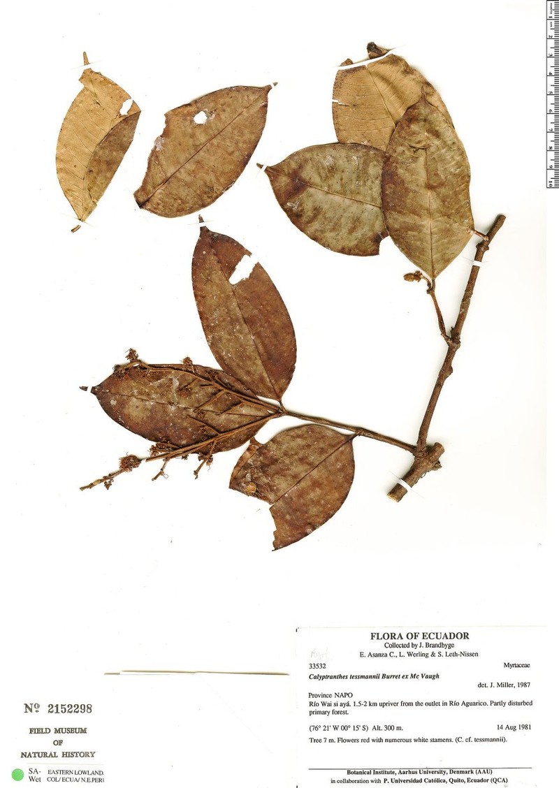 Myrcia orientalis photo 2