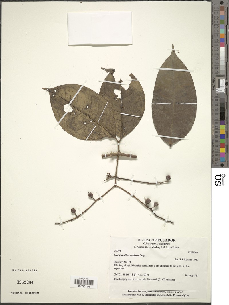 Myrcia orientalis photo 3