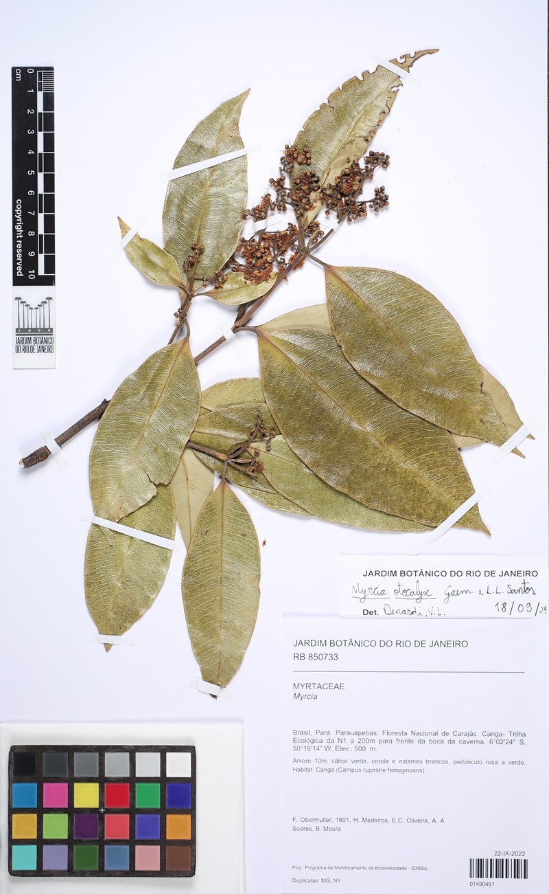 Myrcia otocalyx