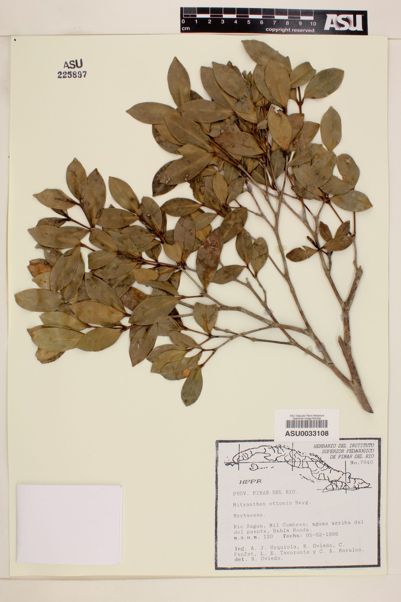 Myrcia ottonis
