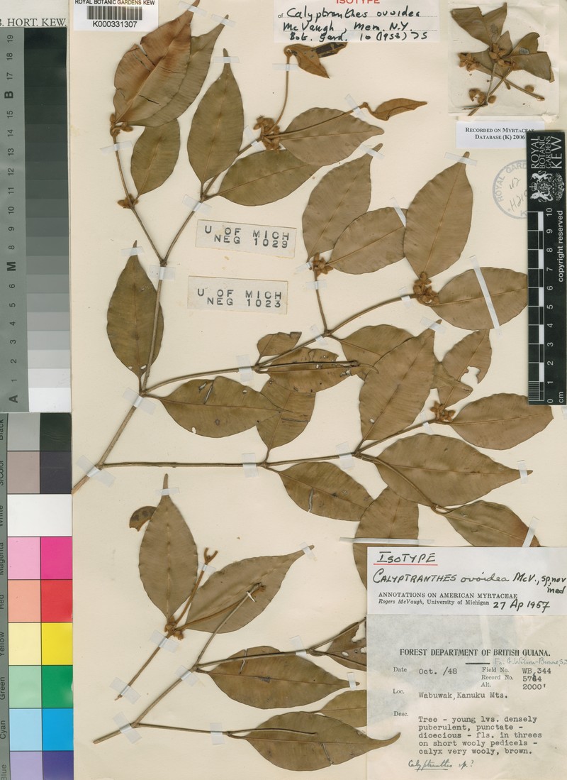 Myrcia ovoidea