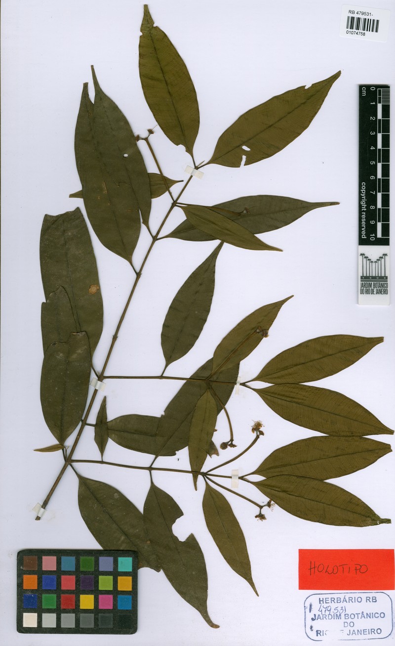 Myrcia parca