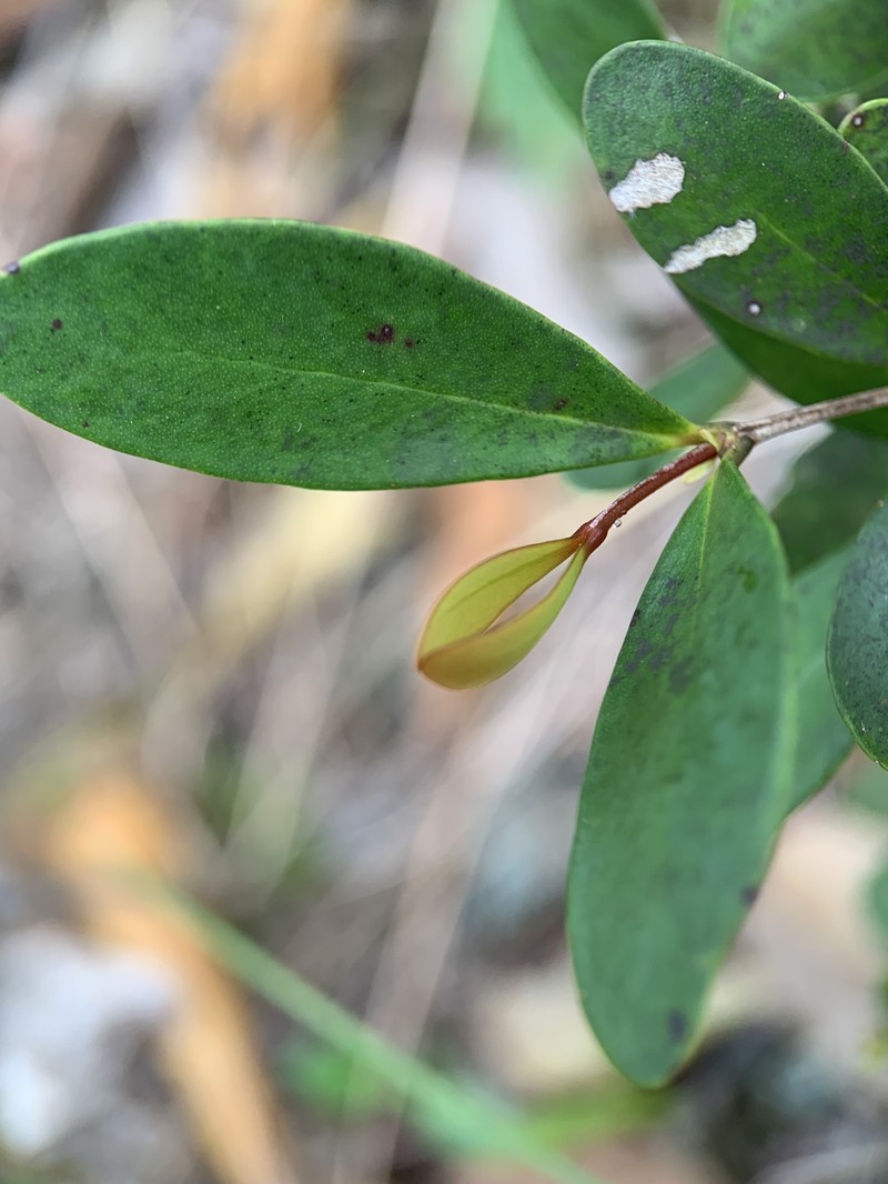 Maricao Lidflower photo 3