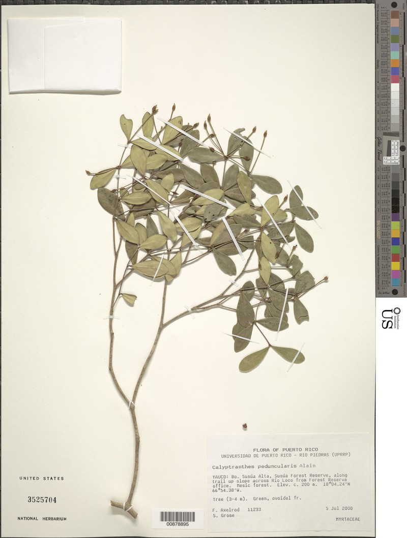 Maricao Lidflower photo 5