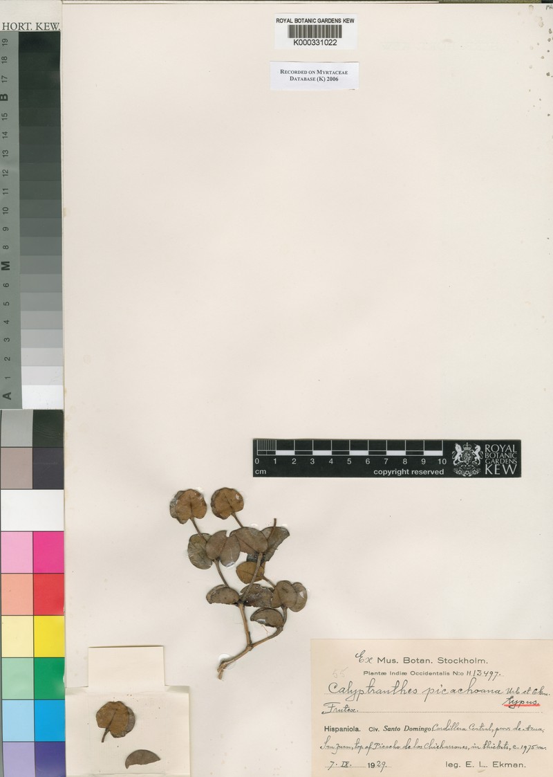 Myrcia picachoana