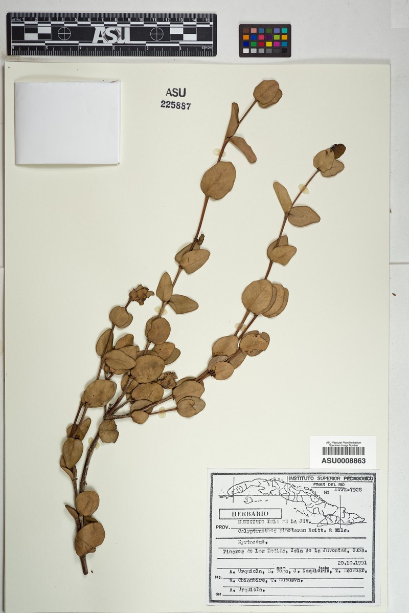 Myrcia pinetorum