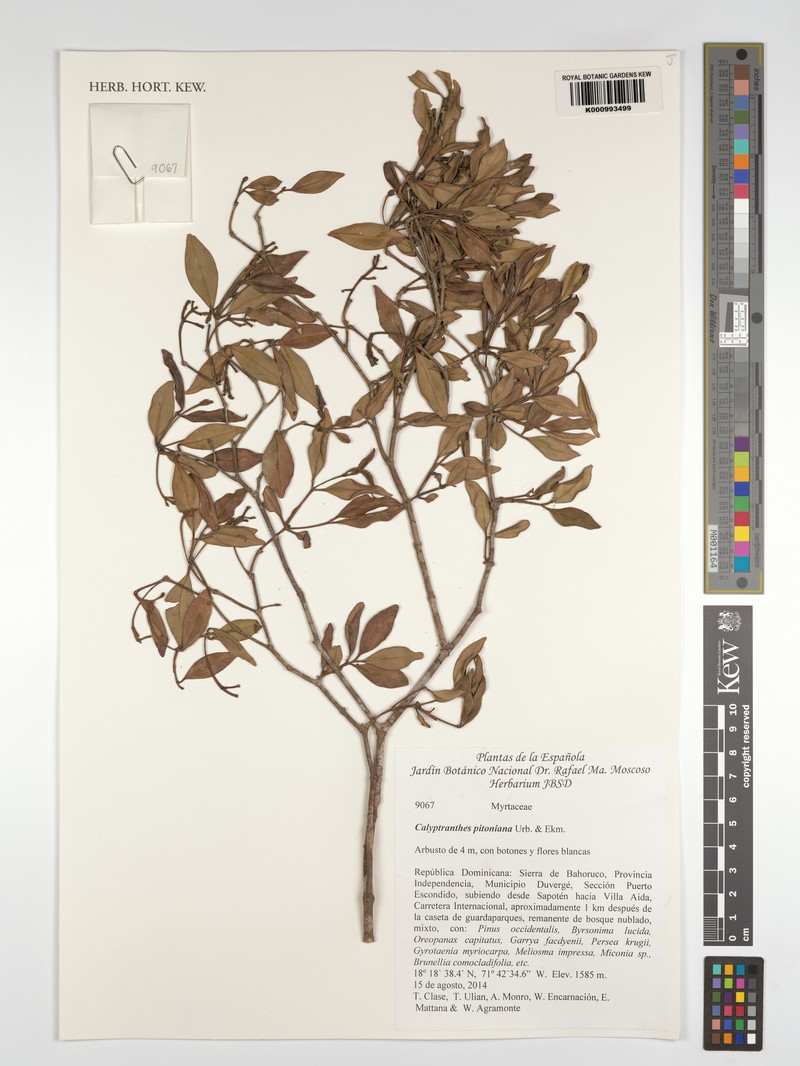 Myrcia pitoniana