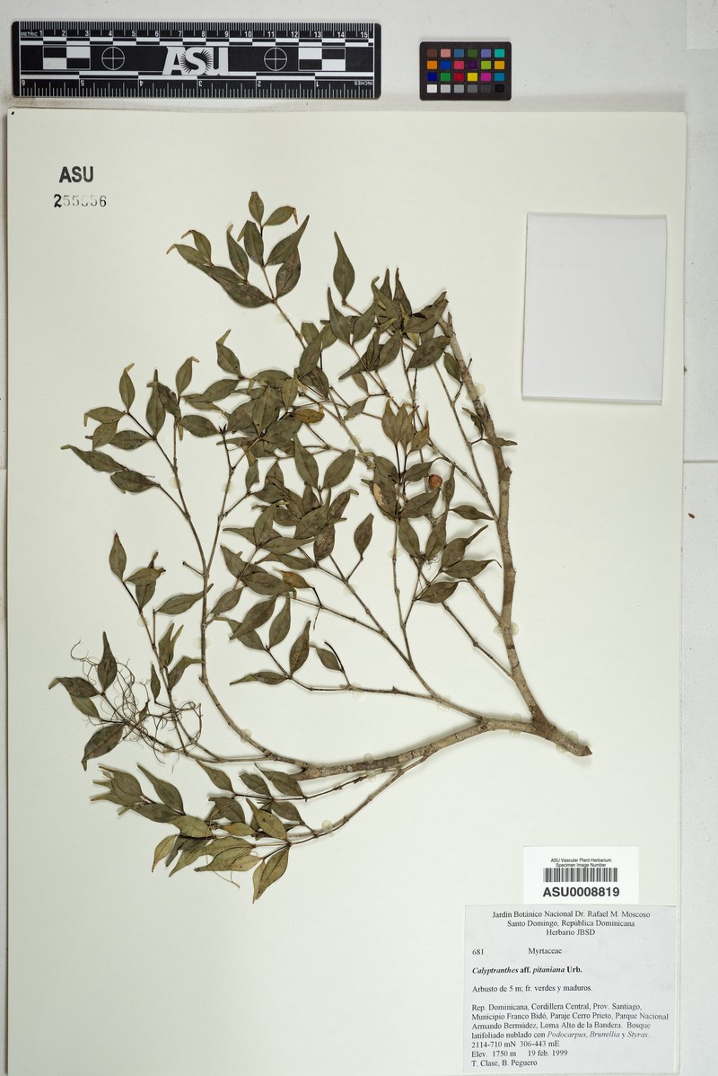 Myrcia pitoniana photo 2