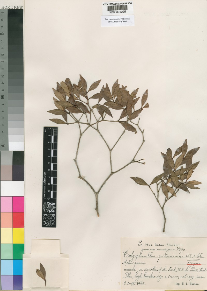 Myrcia pitoniana photo 3