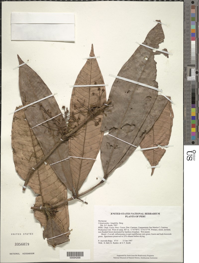 Myrcia pleophlebia