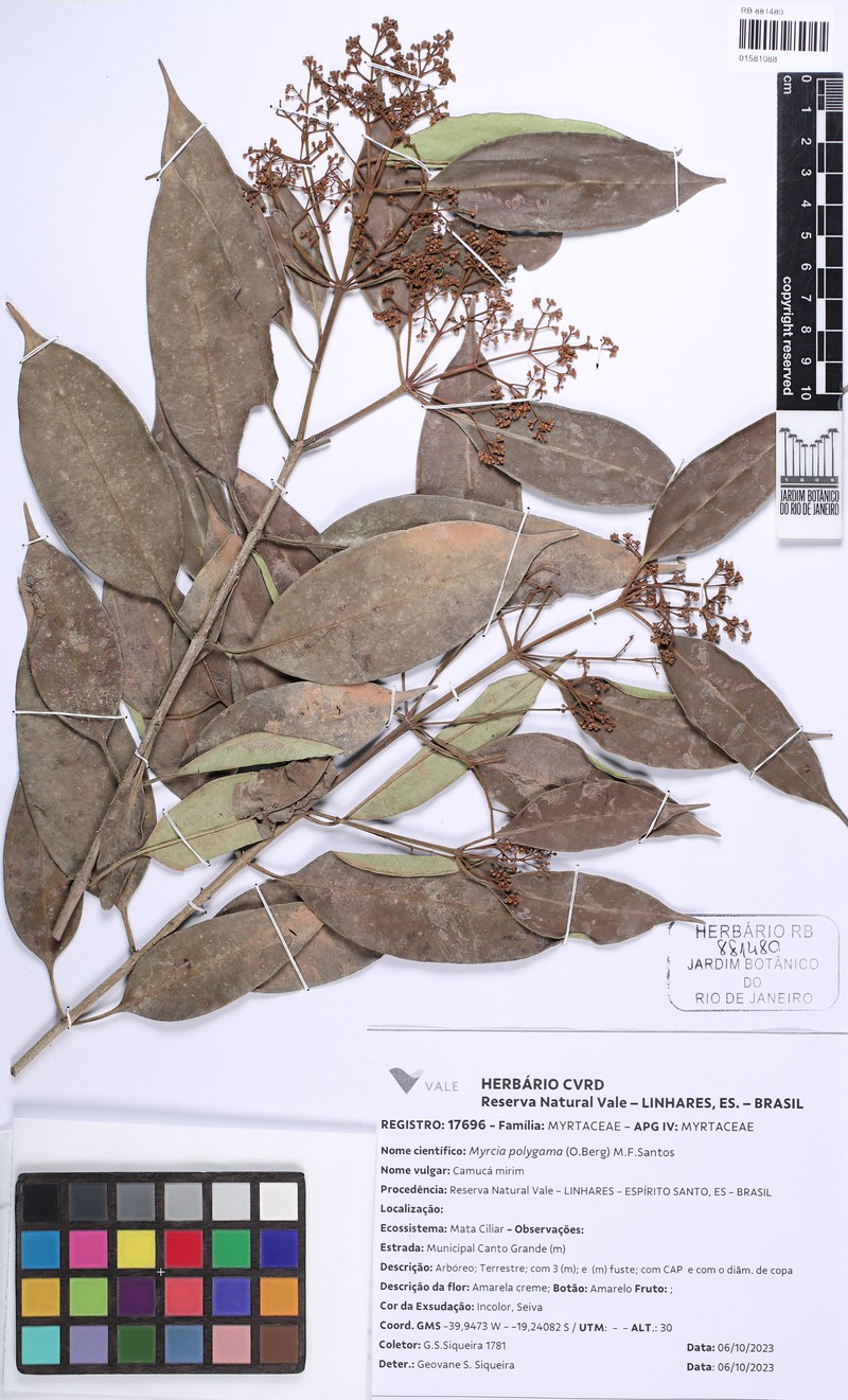 Myrcia polygama