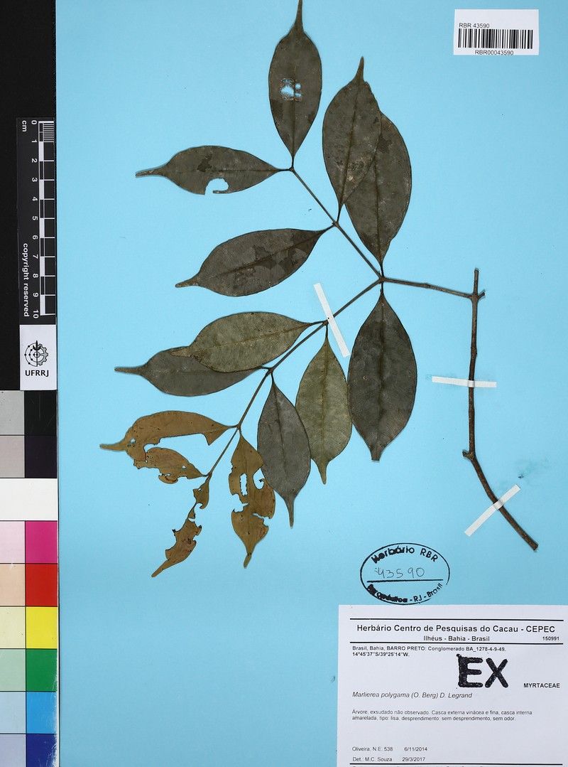 Myrcia polygama photo 2