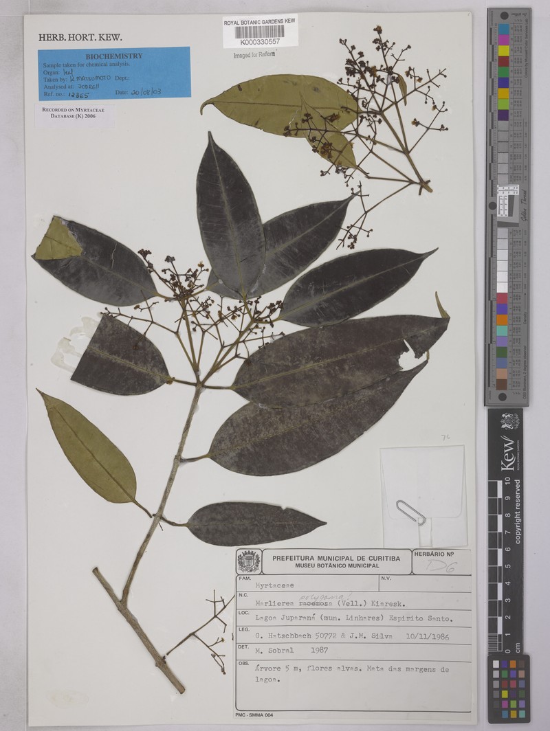 Myrcia polygama photo 3