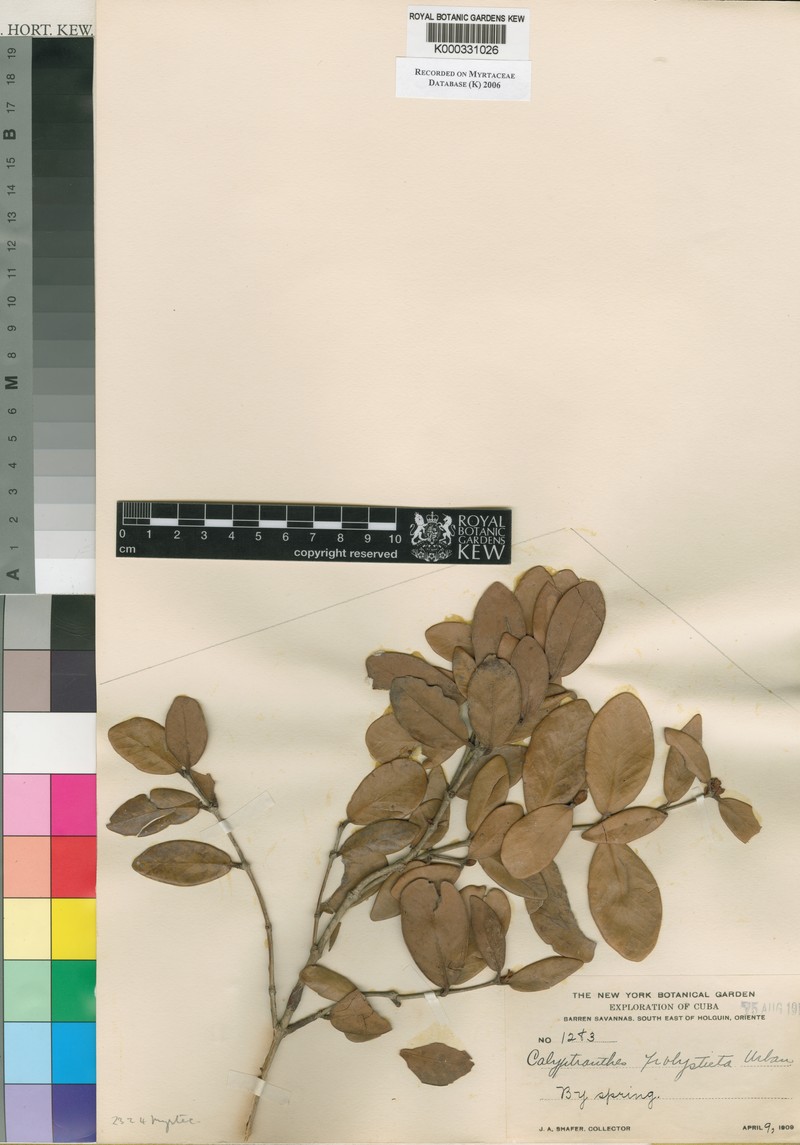 Myrcia polysticta