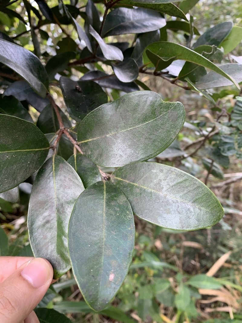 Puerto Rico Lidflower
